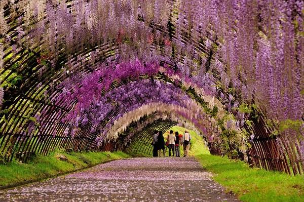 Vườn hoa Kawachi Fuji